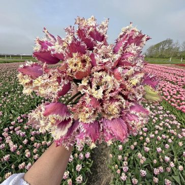 Crunchy cummins tulipán / 7db