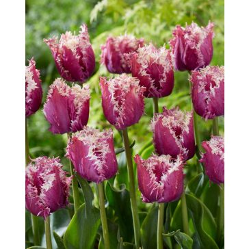 Crunchy cummins tulipán / 7db