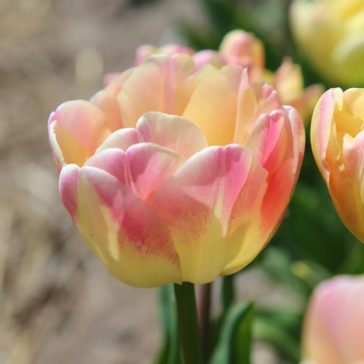 Creme upstar tulipán / 7db