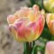 Creme upstar tulipán / 7db