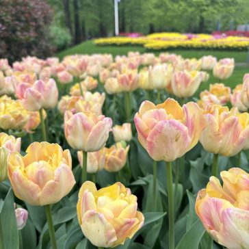 Creme upstar tulipán / 7db