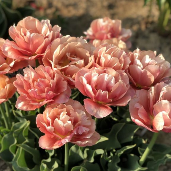 Copper image tulipán / 7db Copper image tulipán / 7db
