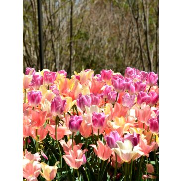 Perfect pastel collection tulipán 12/+