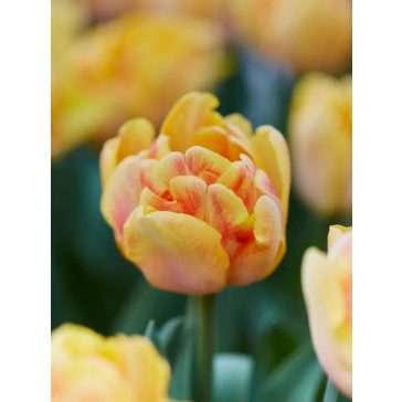 Foxy foxtrot tulipán / 7db