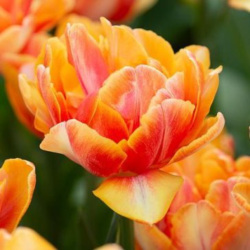 Foxy foxtrot tulipán / 7db