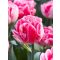 Foxtrot tulipán / 7db