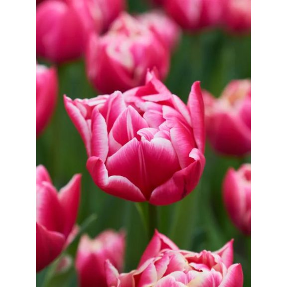 Columbus tulipán / 7db Columbus tulipán / 7db