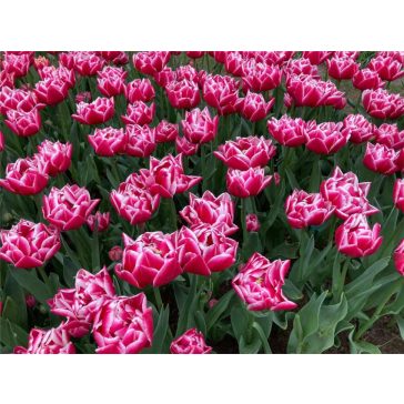Columbus tulipán / 7db