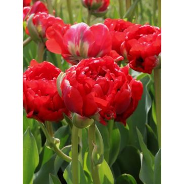 Bombastic red / 7db
