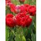 Bombastic red / 7db