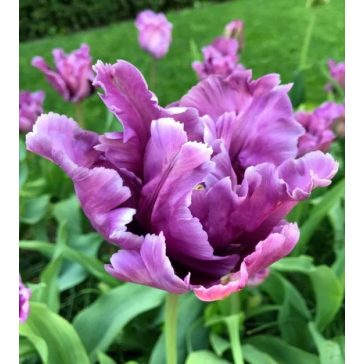 Blue parrot tulipán / 5db