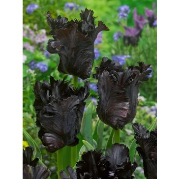 Black parrot tulipán / 7db