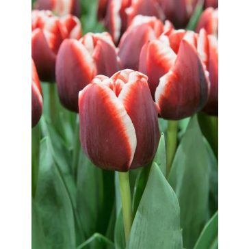 Armani tulipán / 7db