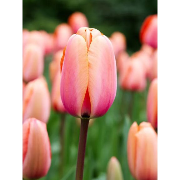 Apricot impression tulipán / 7db Apricot impression tulipán / 7db