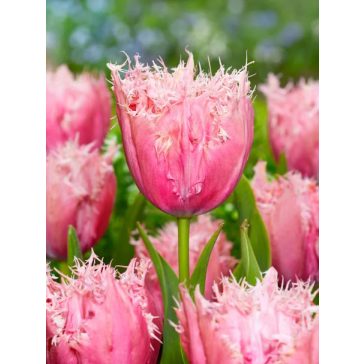 Paleis het loo tulipán 7db