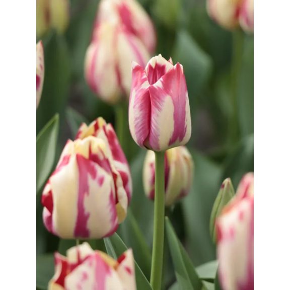 Spryng rembrant tulipán 5db Spryng rembrant tulipán 5db