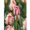 Spryng rembrant tulipán 5db