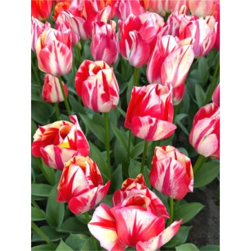 Spryng rembrant tulipán 5db