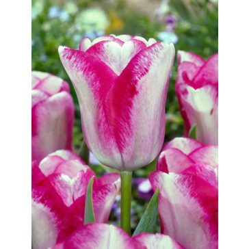 Mata hari tulipán / 7db