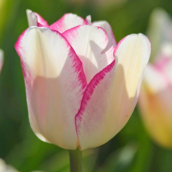 Mata hari tulipán / 7db Mata hari tulipán / 7db