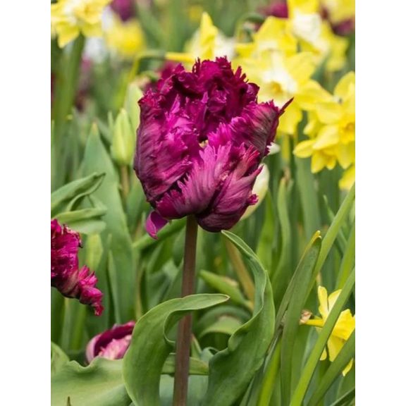Parrot prince tulipán 7db Parrot prince tulipán 7db