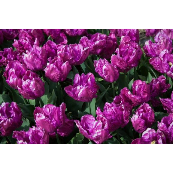 Parrot prince tulipán 7db Parrot prince tulipán 7db