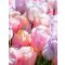 Perfect pastel collection tulipán 12/+