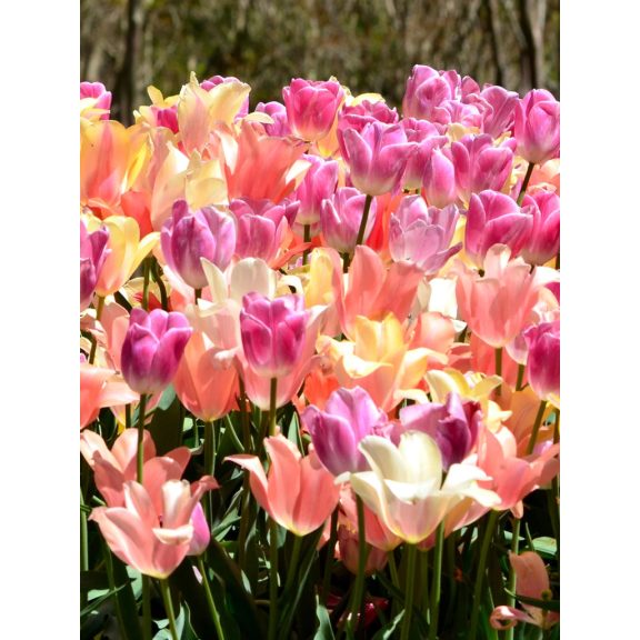 Perfect pastel collection tulipán 12/+ Perfect pastel collection tulipán 12/+