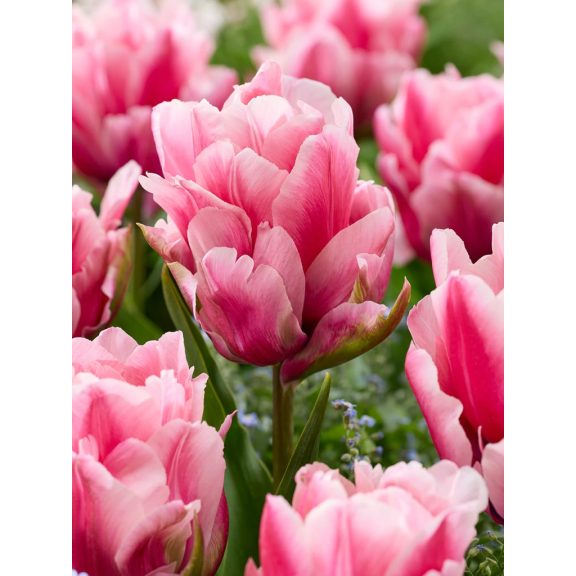 Precious pink tulipán (méret: 12/+) Precious pink tulipán (méret: 12/+)