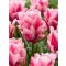 Precious pink tulipán (méret: 12/+)