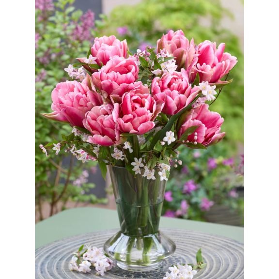 Precious pink tulipán (méret: 12/+) Precious pink tulipán (méret: 12/+)