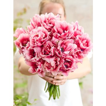 Precious pink tulipán (méret: 12/+)