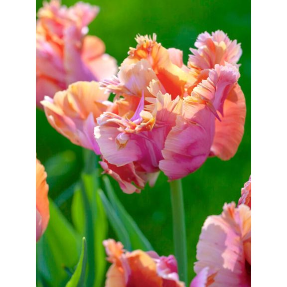 Amazing parrot tulipán 12/+ Amazing parrot tulipán 12/+