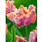 Amazing parrot tulipán 12/+