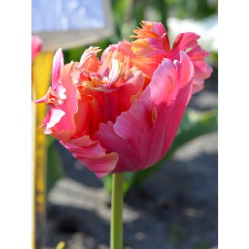 Amazing parrot tulipán 12/+