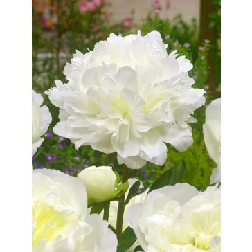 Duchesse de nemours bazsarózsa