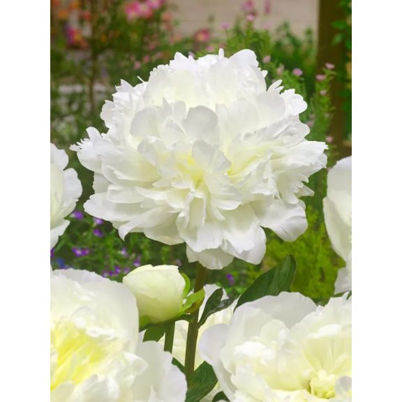 Duchesse de nemours bazsarózsa Duchesse de nemours bazsarózsa