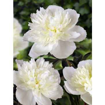 Duchesse de nemours bazsarózsa