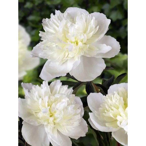 Duchesse de nemours bazsarózsa Duchesse de nemours bazsarózsa