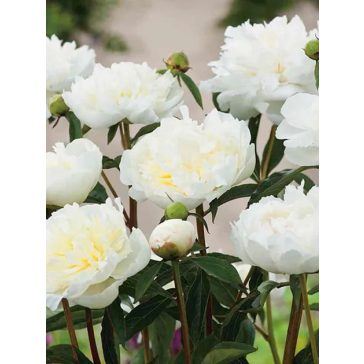 Duchesse de nemours bazsarózsa
