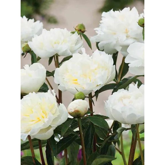 Duchesse de nemours bazsarózsa Duchesse de nemours bazsarózsa