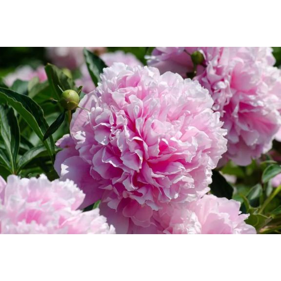 Sarah Bernhardt bazsarózsa Sarah Bernhardt bazsarózsa