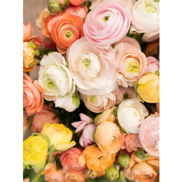 Elegance® Pastello mix 3/4