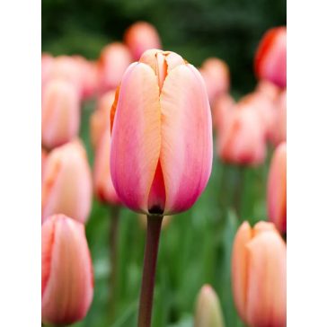 Apricot impression tulipán (méret: 12/+)