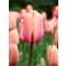 Apricot impression tulipán (méret: 12/+)