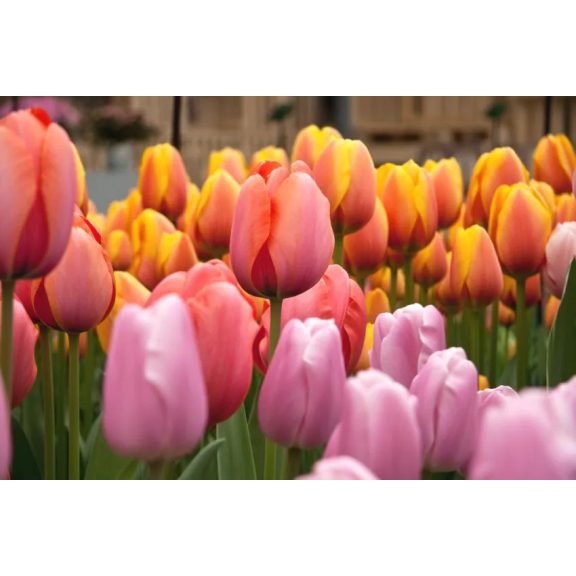 Apricot impression tulipán (méret: 12/+) Apricot impression tulipán (méret: 12/+)