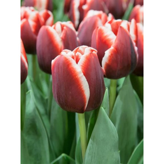 Armani tulipán (méret: 12/+) Armani tulipán (méret: 12/+)