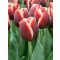 Armani tulipán (méret: 12/+)