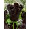 Black parrot tulipán (méret: 12/+)