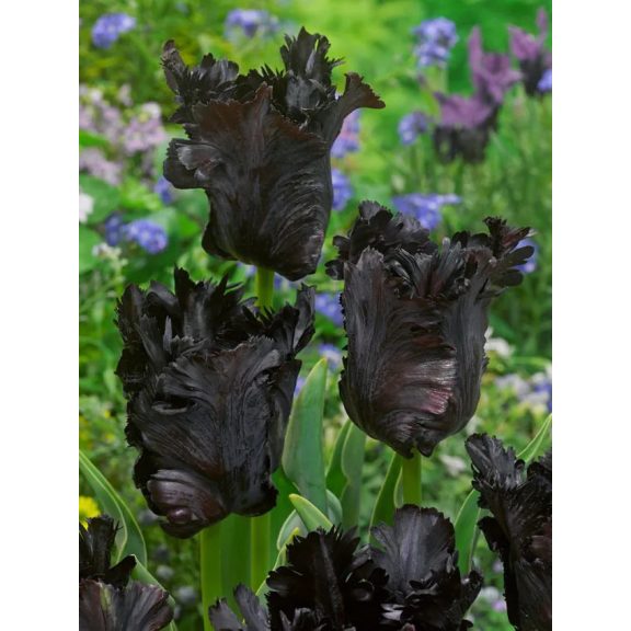 Black parrot tulipán (méret: 12/+)